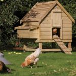 What Is The Best Way To Insulate A Chicken Coop